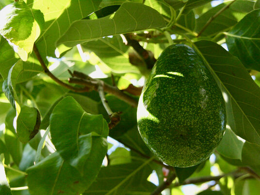 Avocado