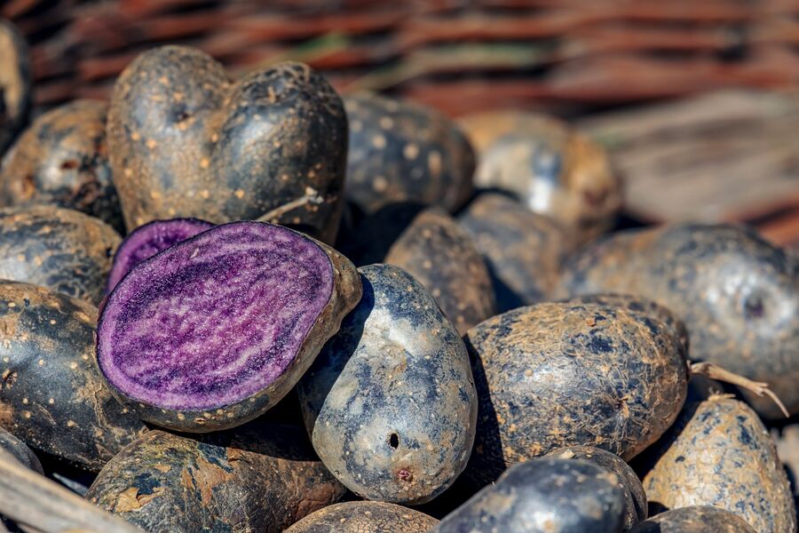 Lunchidee | Blaue Kartoffelsuppe